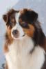 Photo du Chien