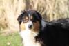 Photo du Chien
