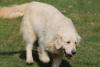 Photo du Chien