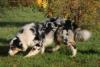 Photo du Chien