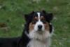 Photo du Chien