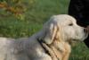 Photo du Chien