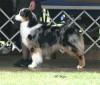 Photo du Chien