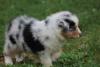 Photo du Chien