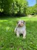Photo du Chien