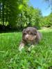 Photo du Chien