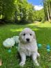 Photo du Chien