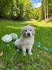 Voir le Chien