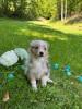Photo du Chien