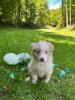 Photo du Chien