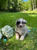 Photo du Chien