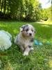 Photo du Chien