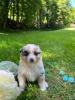 Photo du Chien
