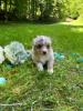 Photo du Chien