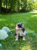 Photo du Chien