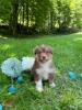 Photo du Chien