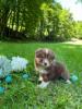 Photo du Chien