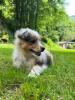 Voir le Chien