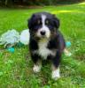 Photo du Chien