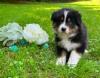 Photo du Chien