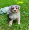Photo du Chien