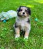 Photo du Chien