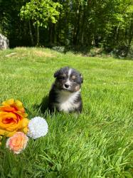Photo du Chien
