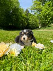 Photo du Chien