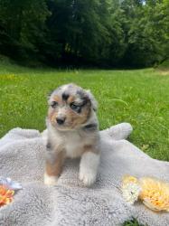 Photo du Chien