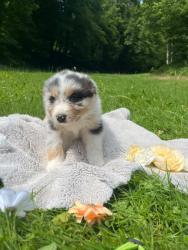 Photo du Chien