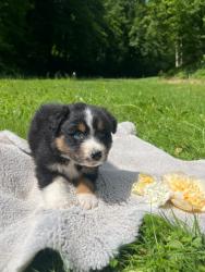 Photo du Chien