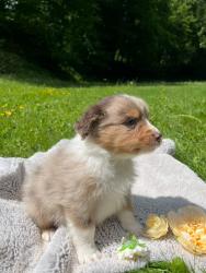 Photo du Chien