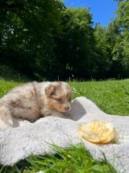 Photo du Chien