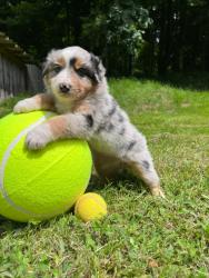 Photo du Chien