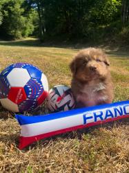 Photo du Chien