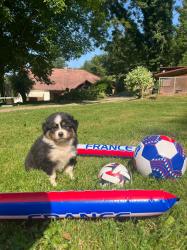 Photo du Chien