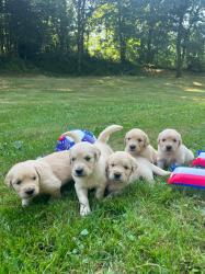 Photo du Chien