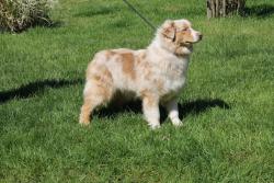 Photo du Chien