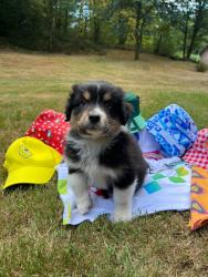 Photo du Chien