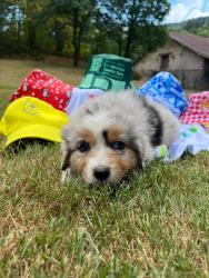 Photo du Chien