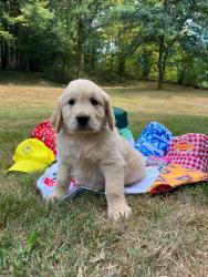 Photo du Chien