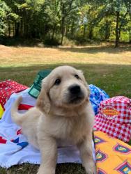 Photo du Chien
