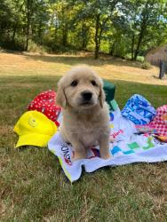 Photo du Chien