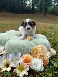 Photo du Chien