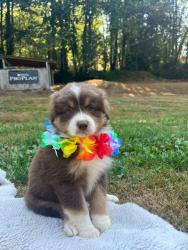 Photo du Chien