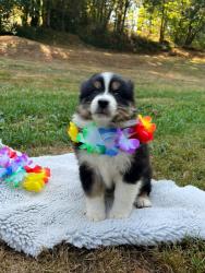 Photo du Chien
