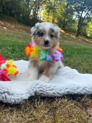 Photo du Chien