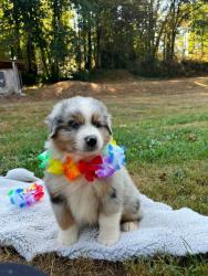 Photo du Chien