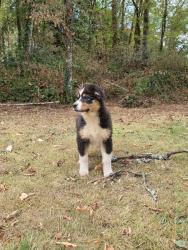 Photo du Chien