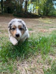 Photo du Chien